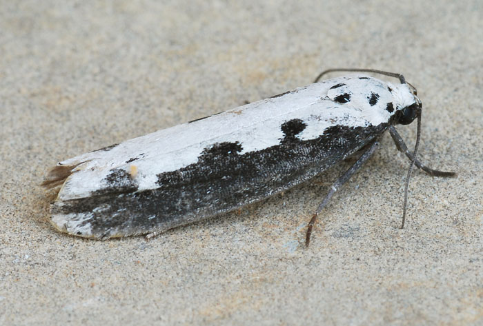 Ethmia bipunctella